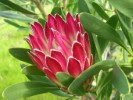 Protea Obtusifolia